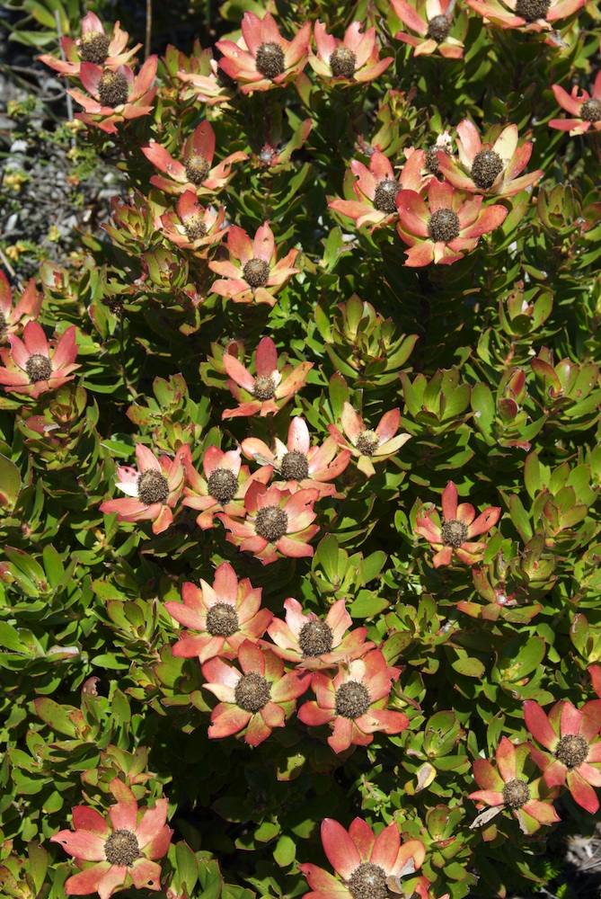 Proteaceae Leucadendron strobilinum