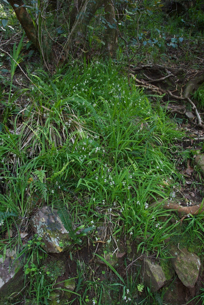 Iridaceae Melaspherula ramosa