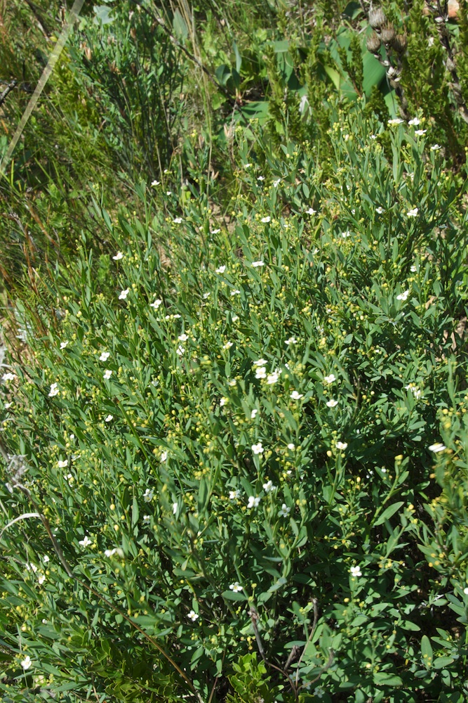 Montiniaceae Montinia caryophyllacea