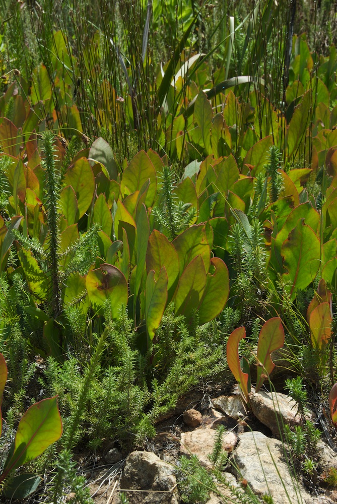 Proteaceae Protea acaulos