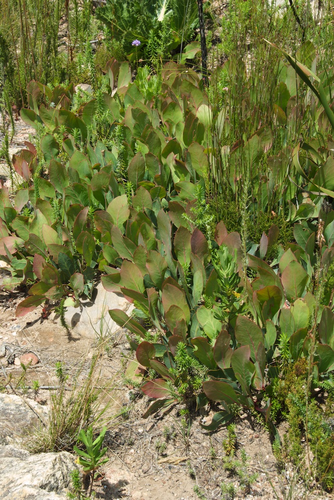 Proteaceae Protea acaulos