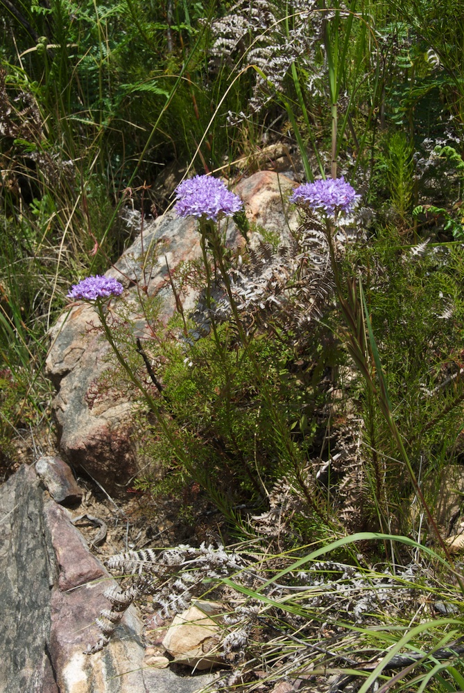 Scrophulariaceae Pseudoselago spuria