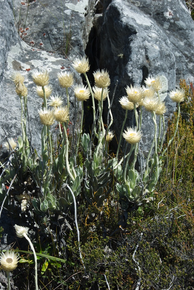 Asteraceae Syncarpha speciosissima