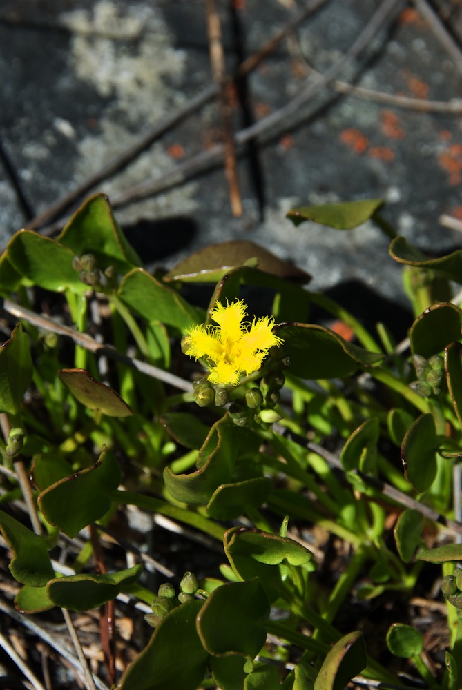 Menyanthaceae Villarsia capensis
