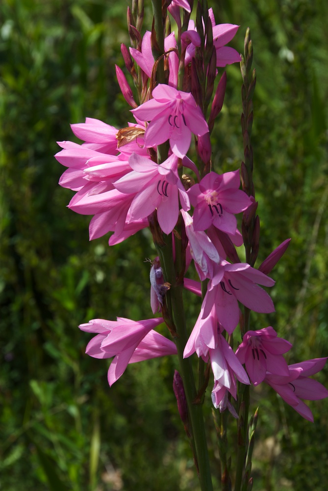 Iridaceae Watsonia borbonica