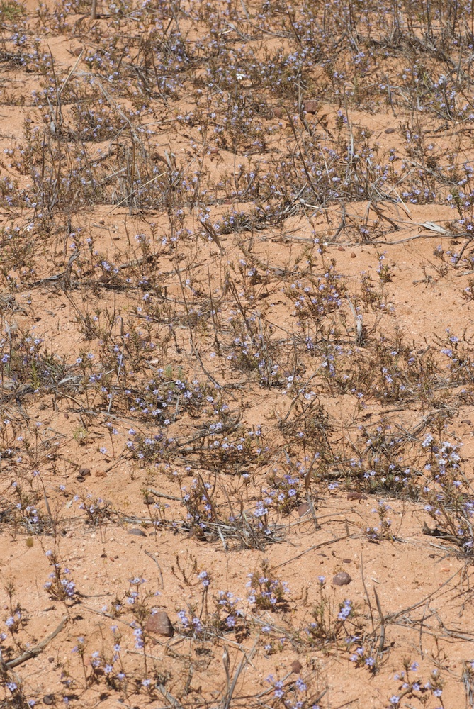 Campanulaceae Microcodon glomeratum