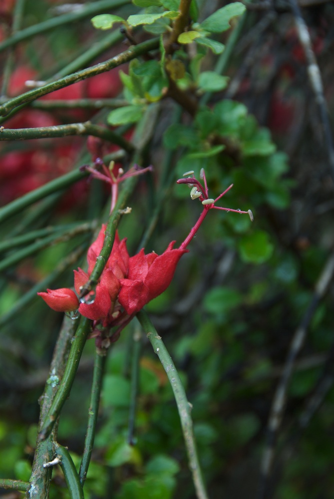 Capparaceae Cadaba aphylla