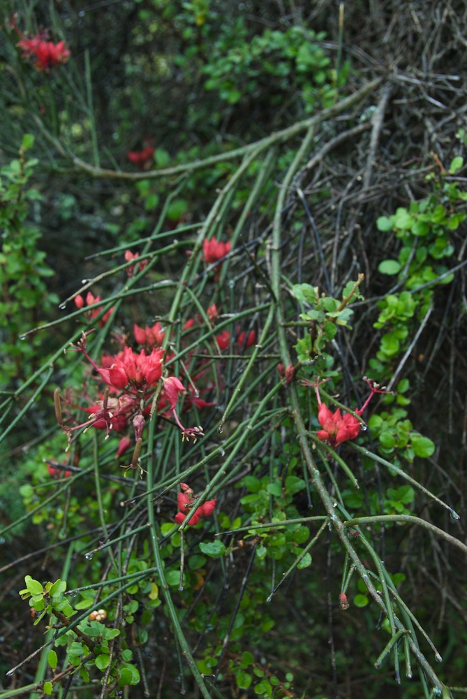 Capparaceae Cadaba aphylla