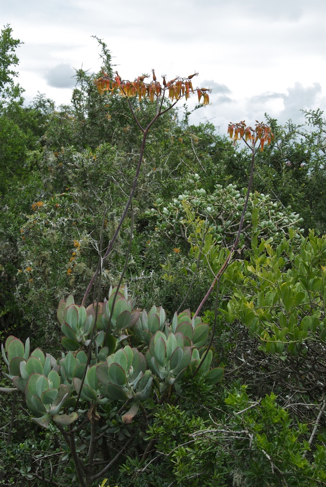 Crassulaceae Cotyledon velutina