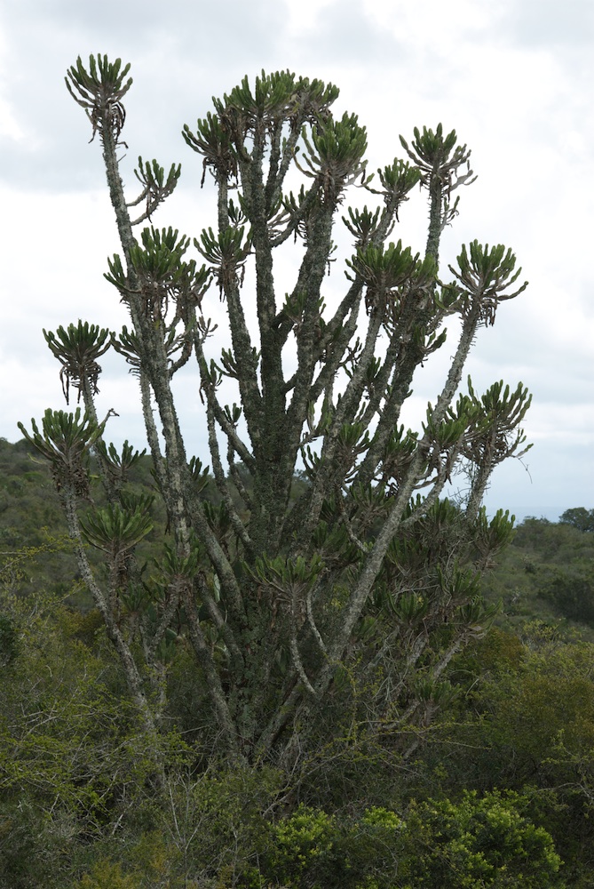 Euphorbiaceae Euphorbia triangularis