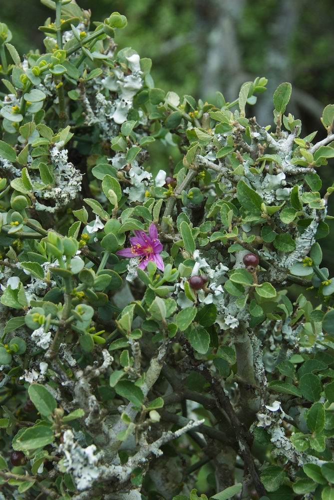 Sparmanniaceae Grewia robusta