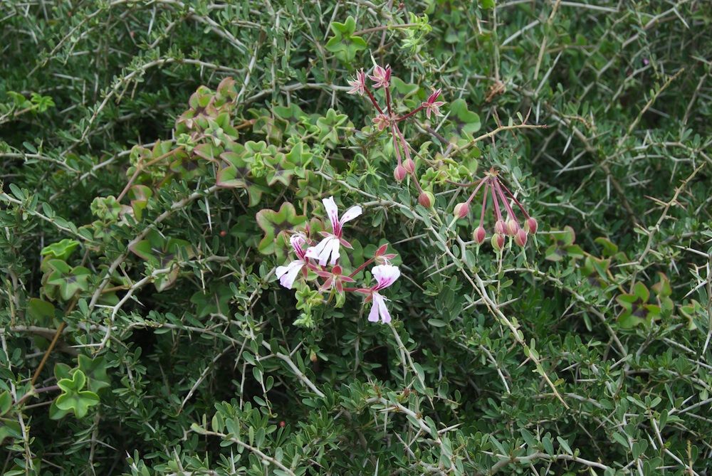 Geraniaceae Pelargonium peltatum
