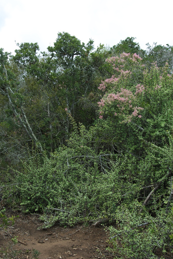 Didiereaceae Portulacaria afra