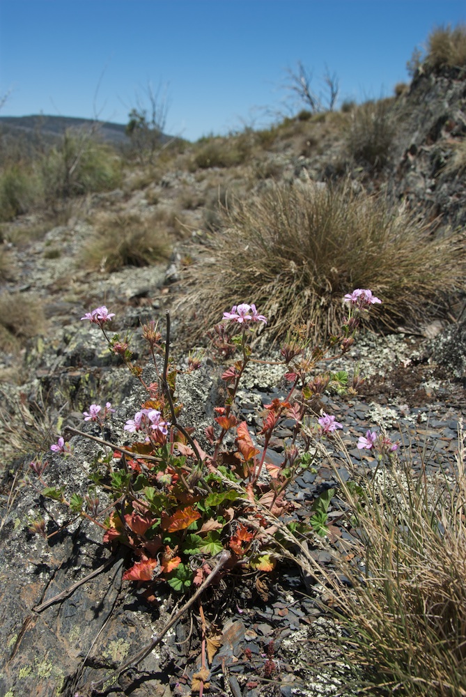 Geraniaceae Pelargonium australe
