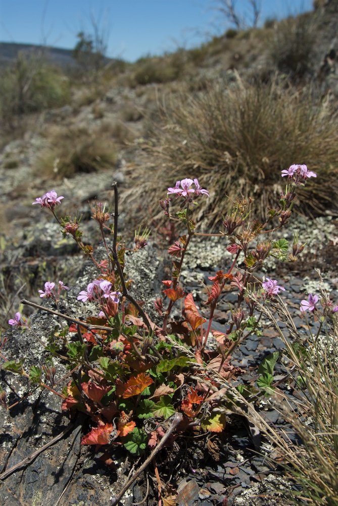 Geraniaceae Pelargonium australe