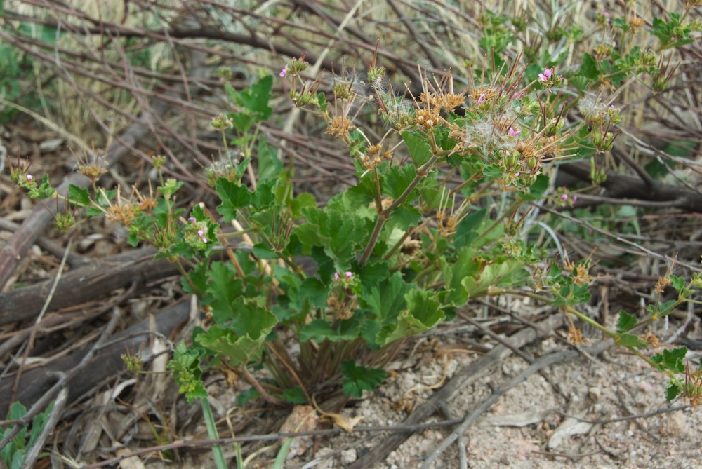 Geraniaceae Pelargonium inodorum