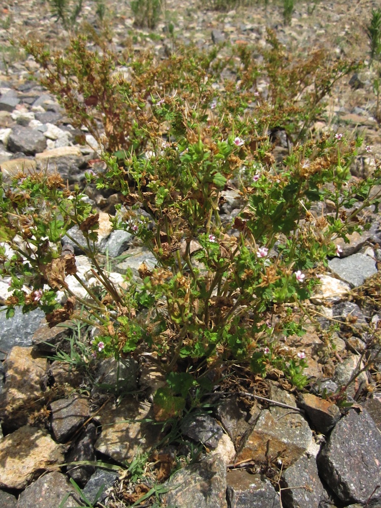 Geraniaceae Pelargonium inodorum