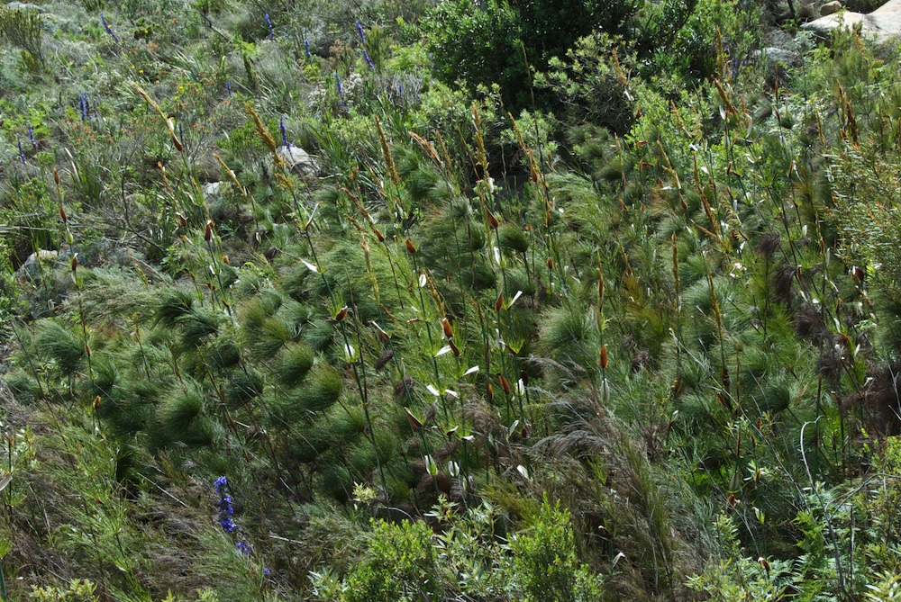 Restionaceae Elegia capensis