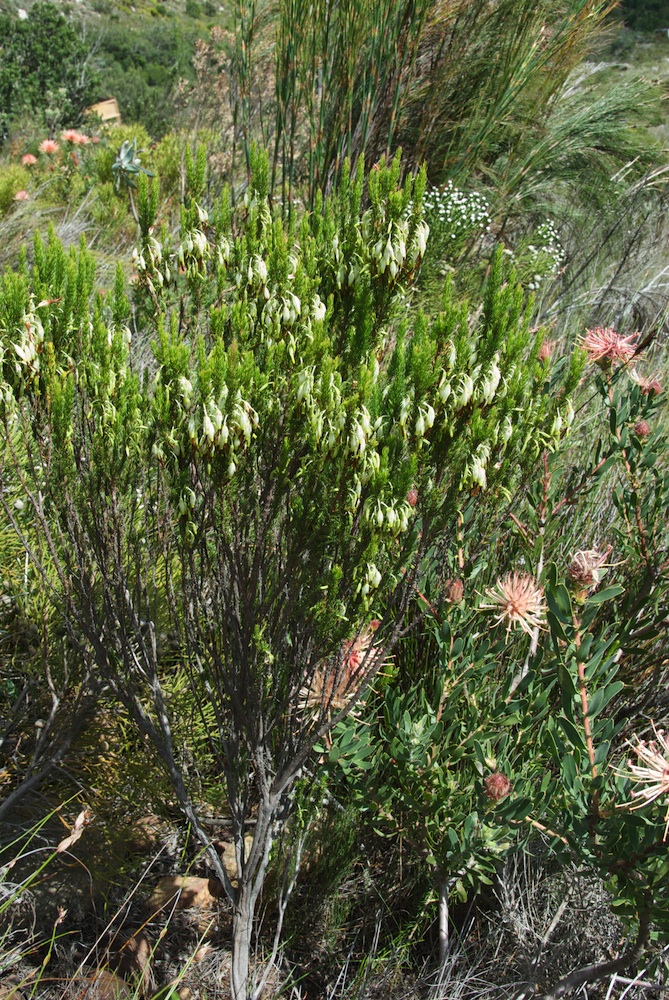 Ericaceae Erica plukenetii