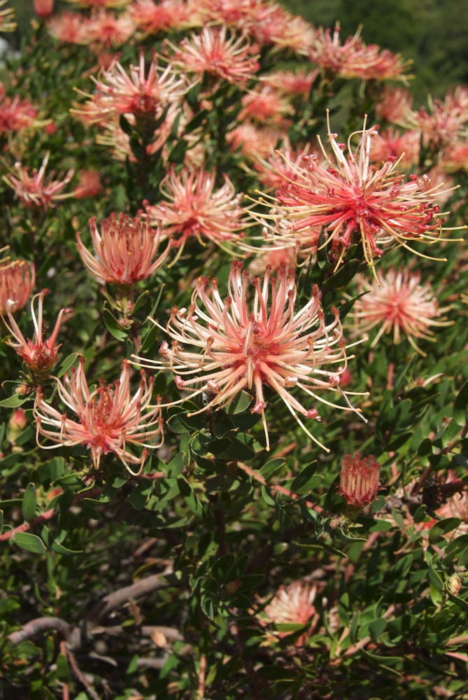 Proteaceae Leucospermum tottum