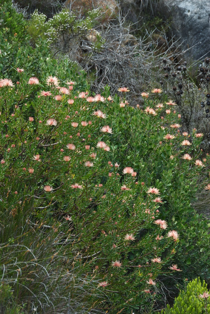 Proteaceae Leucospermum tottum