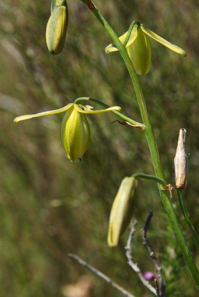 Hyacinthaceae Ornithogalum cooperi