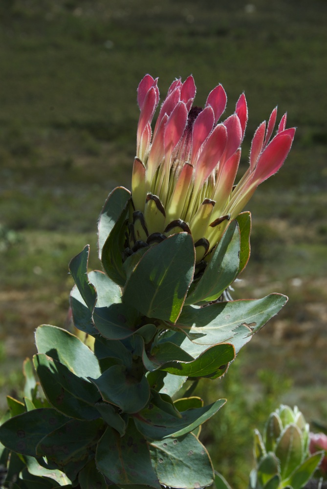 Proteaceae Protea eximia
