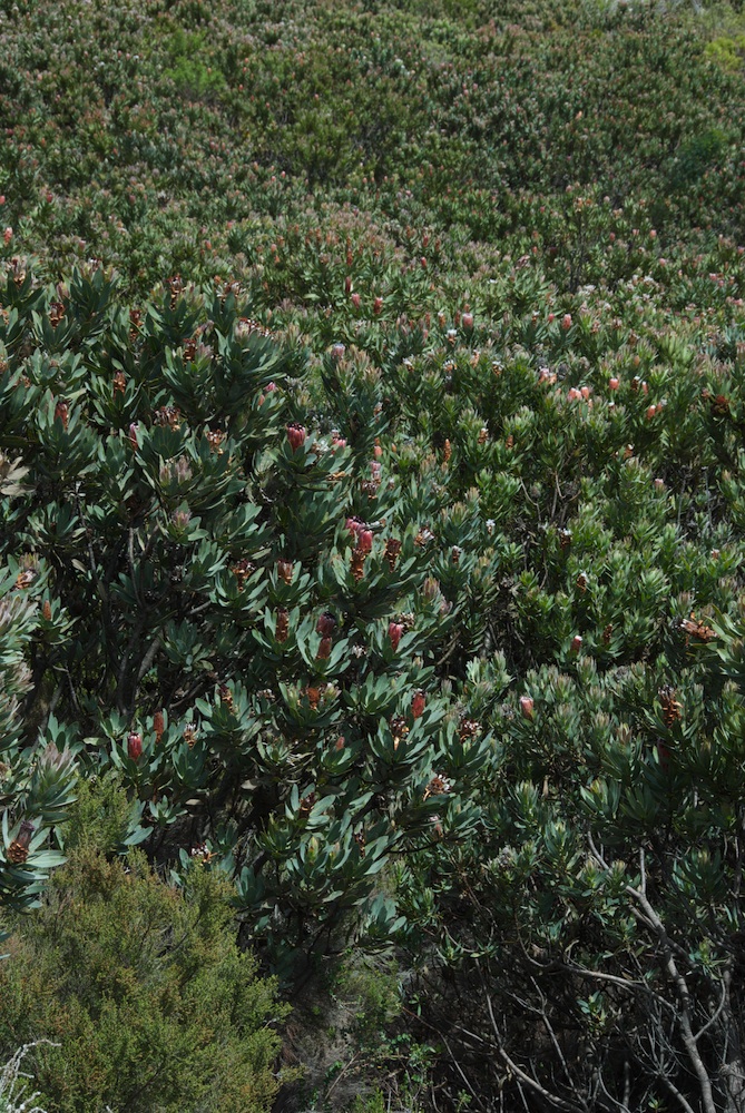 Proteaceae Protea neriifolia