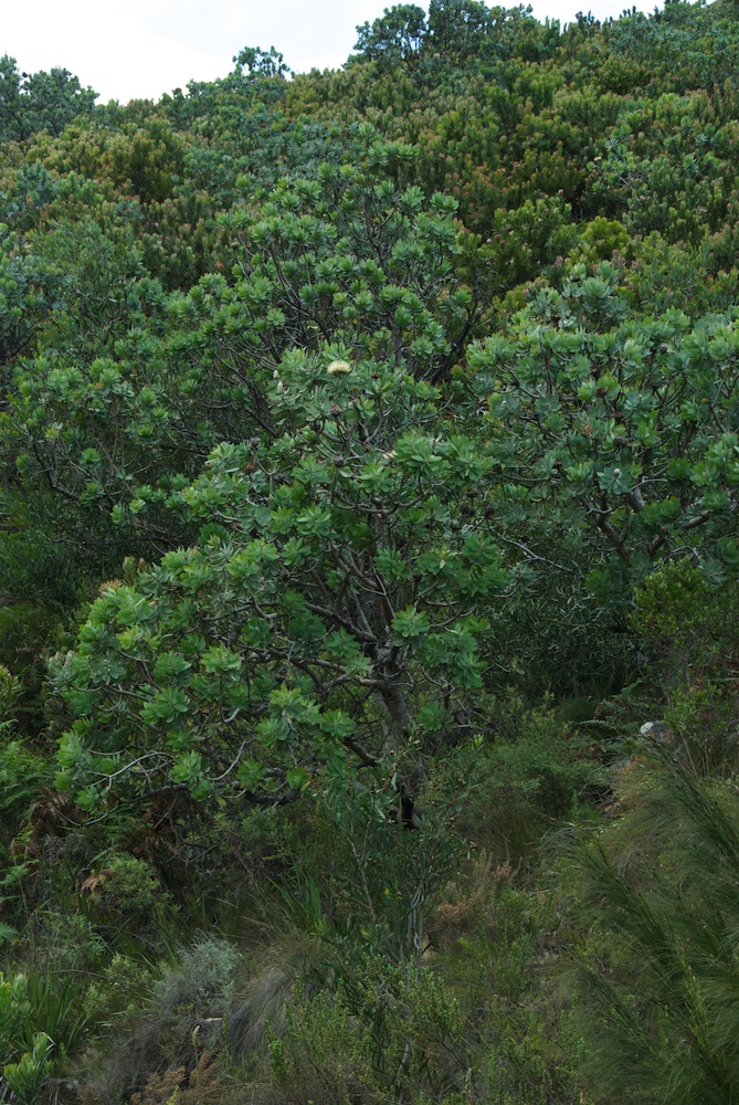 Proteaceae Protea nitida