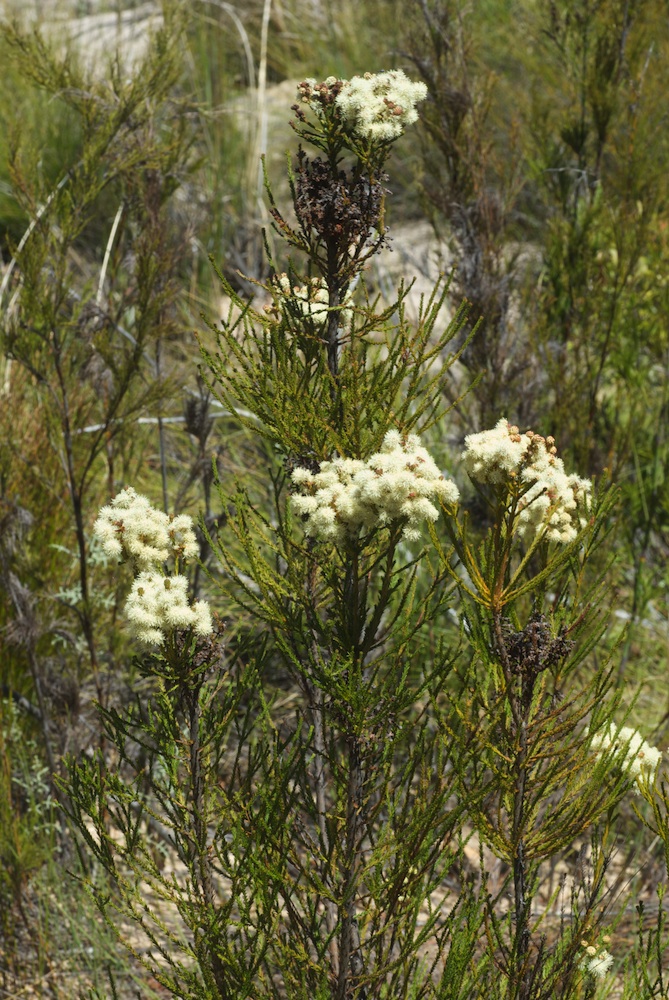 Bruniaceae Berzelia abrotanoides