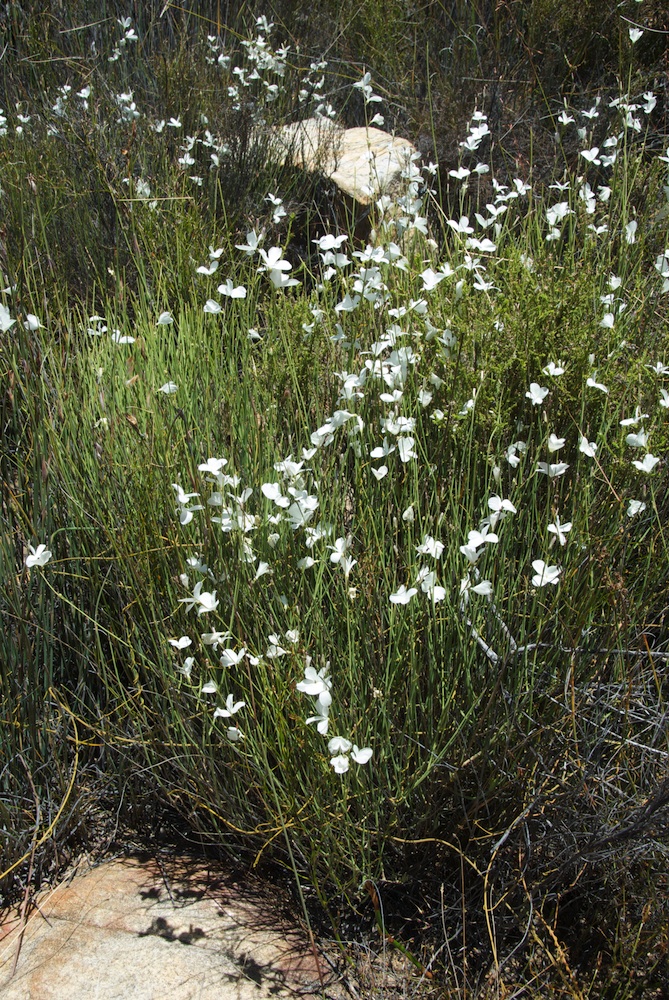 Brassicaceae Heliophila juncea