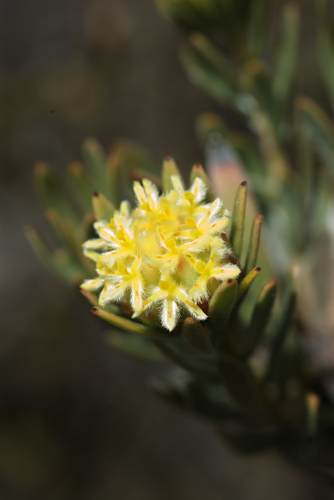 Proteaceae Leucadendron nitidum