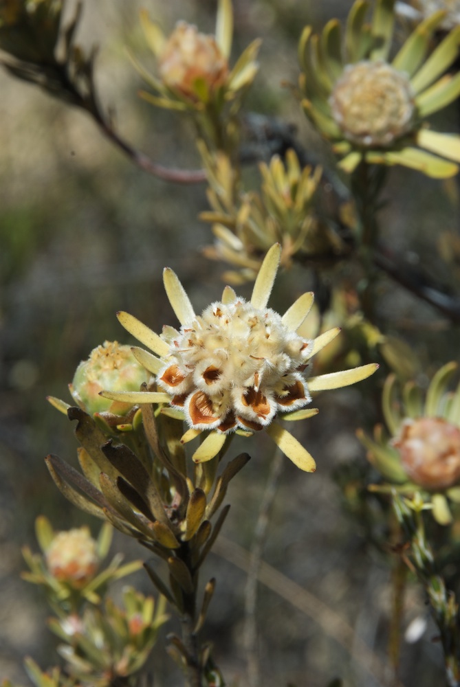 Proteaceae Leucadendron nitidum