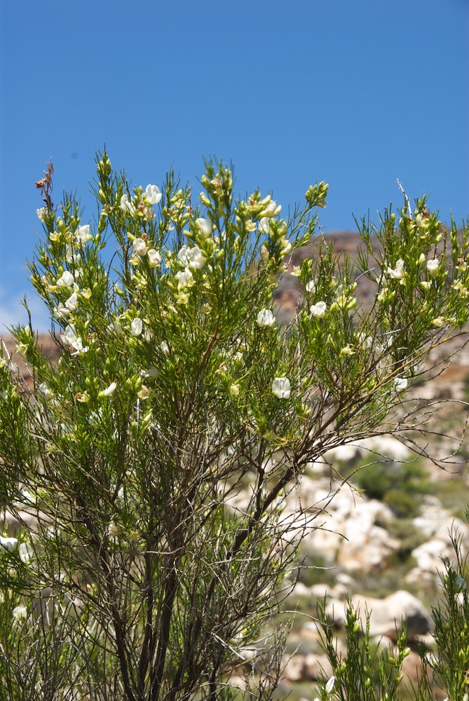 Fabaceae Psoralea oreopola