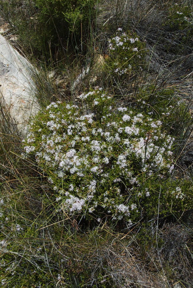 Rutaceae Agathosma capensis