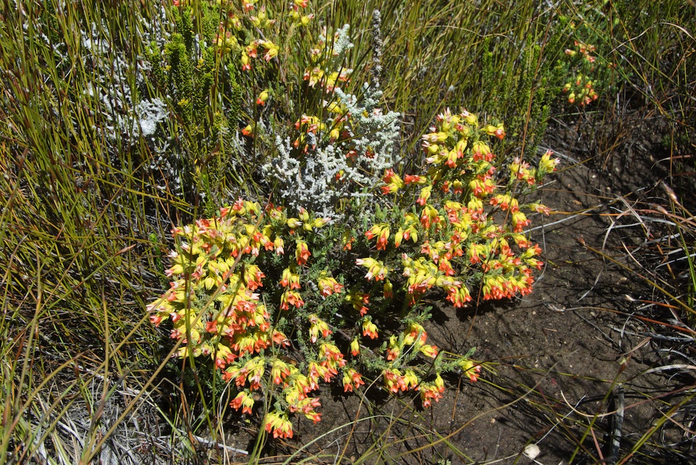 Ericaceae Erica thunbergii