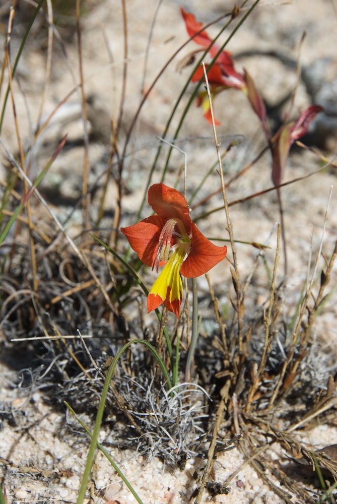 Iridaceae Gladiolus alatus