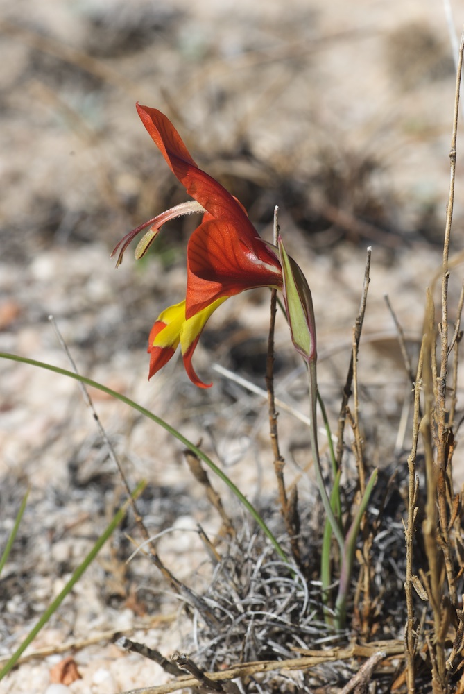Iridaceae Gladiolus alatus