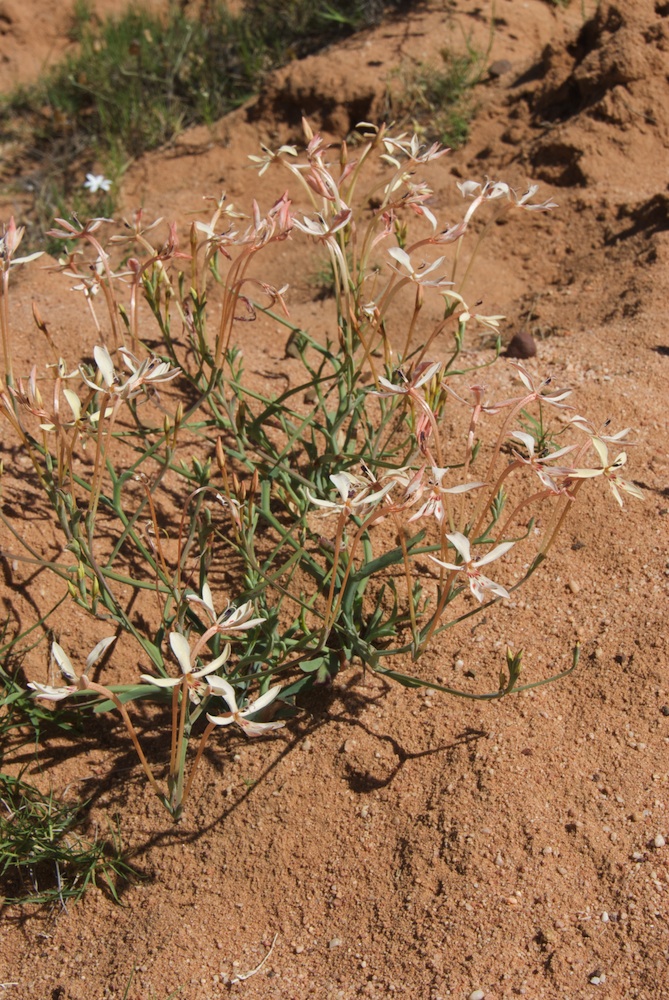 Iridaceae Lapeirousia an
