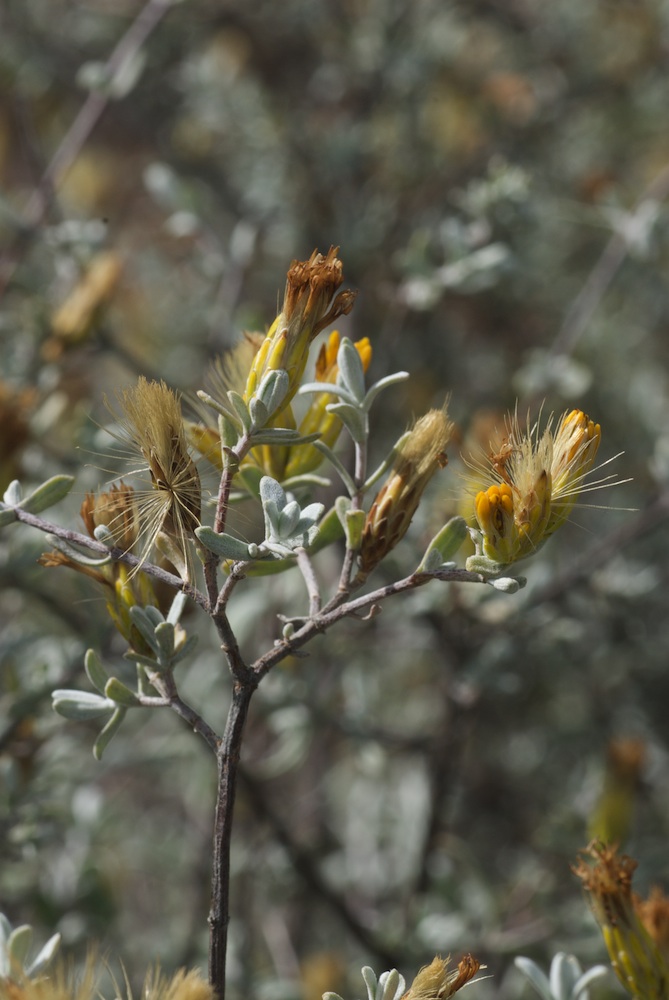 Asteraceae Pteronia glauca