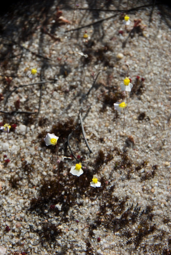 Lentibulariaceae Utricularia bisquamata
