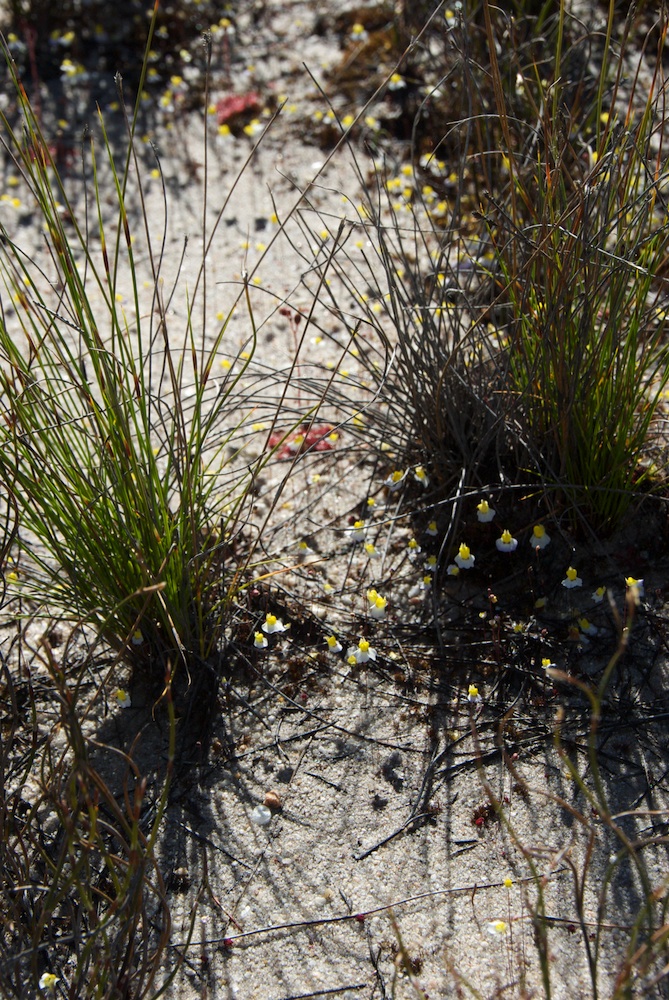 Lentibulariaceae Utricularia bisquamata