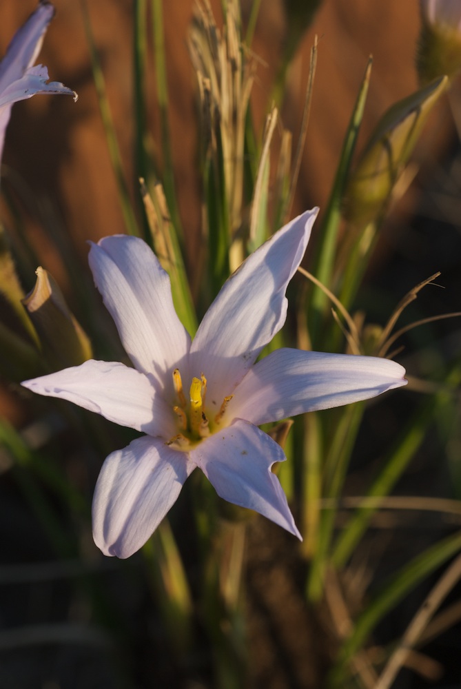 Velloziaceae Xerophyta retinervis