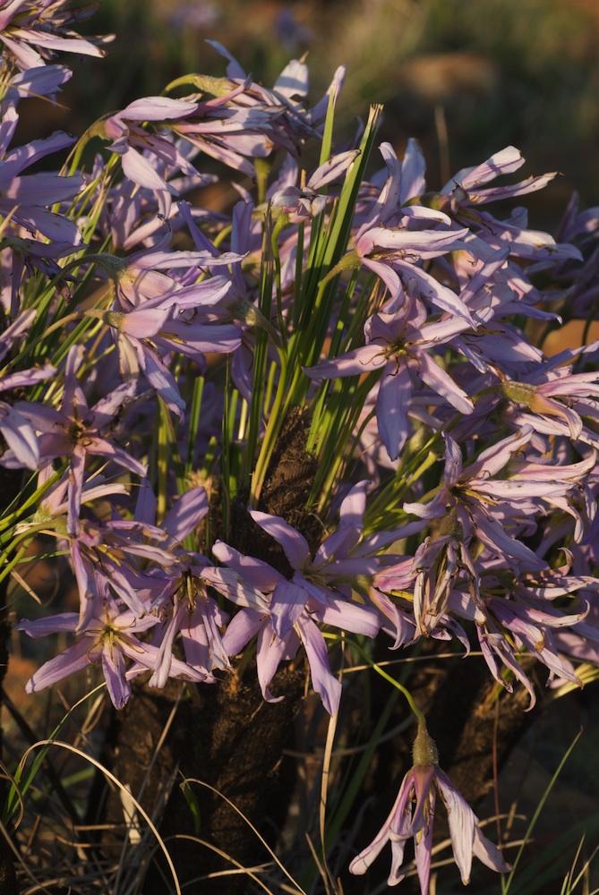 Velloziaceae Xerophyta retinervis