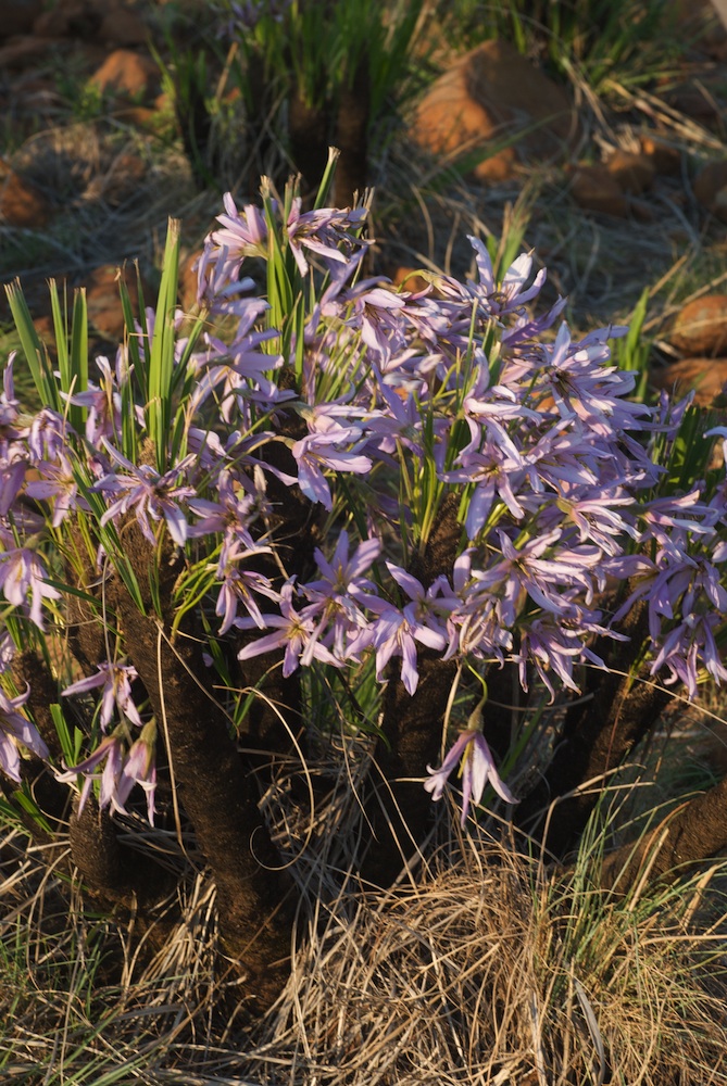 Velloziaceae Xerophyta retinervis