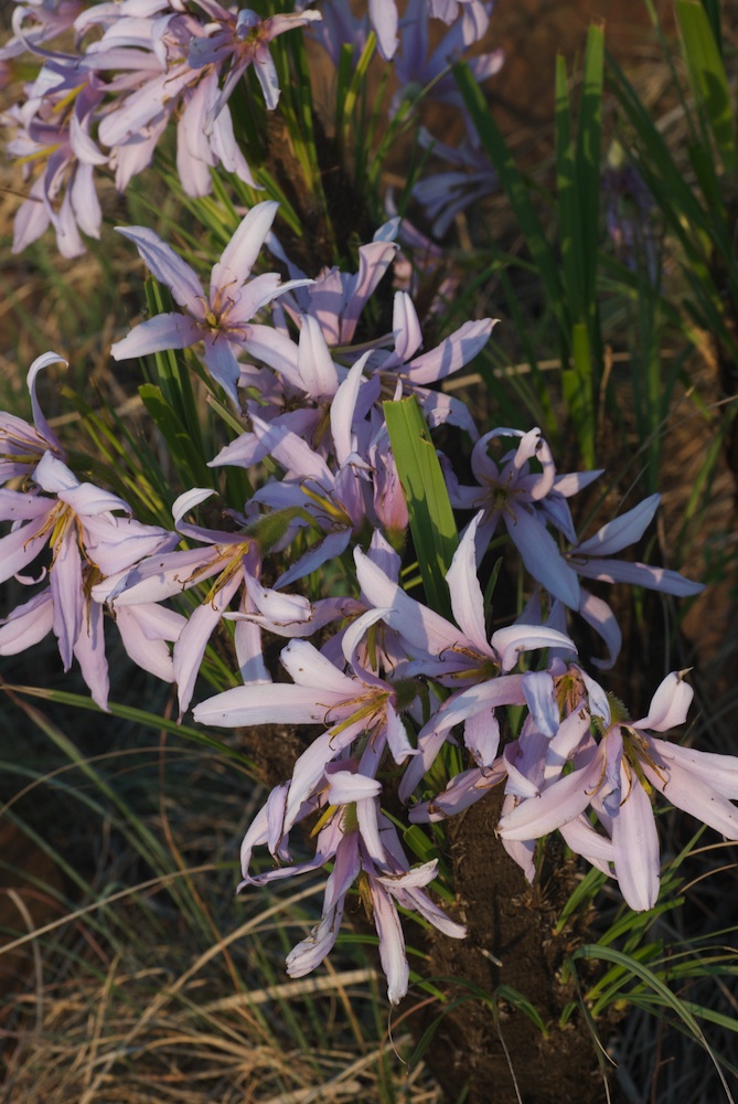 Velloziaceae Xerophyta retinervis