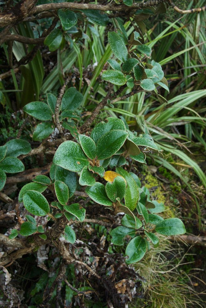 Asteraceae Brachyglottis elaeagnifolia