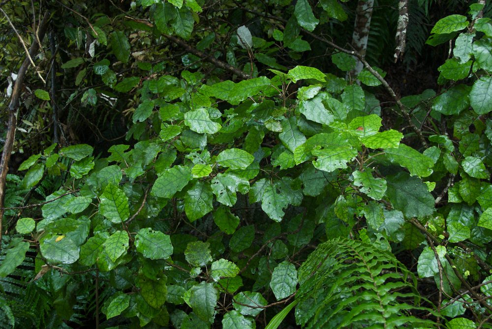Asteraceae Brachyglottis repanda