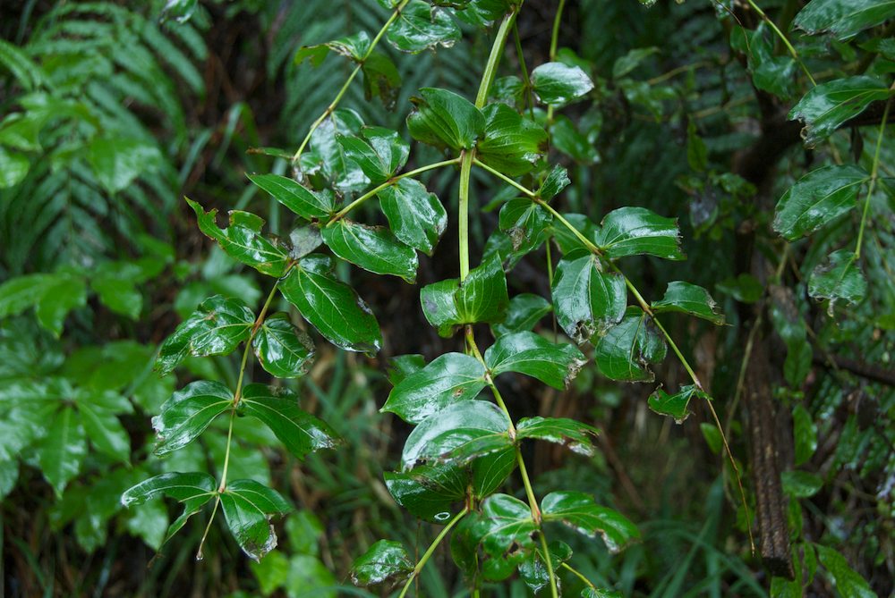 Coriariaceae Coriaria arborea