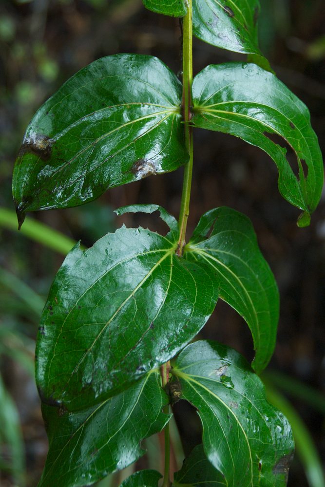 Coriariaceae Coriaria arborea